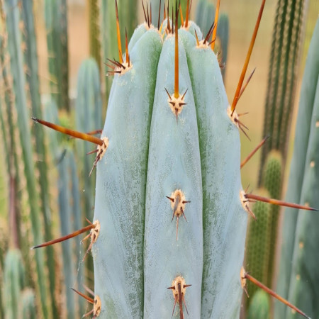 Lithops otzeniana  Aquamarine