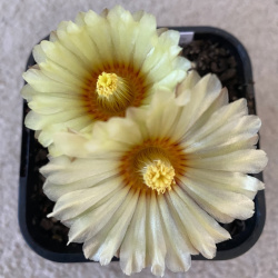 Test Plant Lucie Photos Shipping