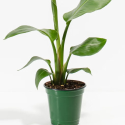 Test Product Lucie Replicate Again