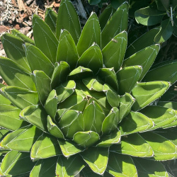 Murraya paniculata seedlings