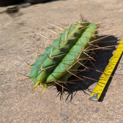 Long cactus