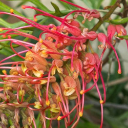 Grevillea 