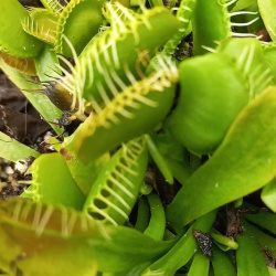 Venus Fly Trap (dionaea Muscipula) - Typical (plant)