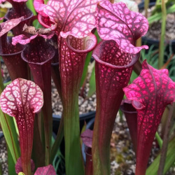 Sarracenia - Trumpet Pitchers