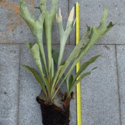Test Platycerium