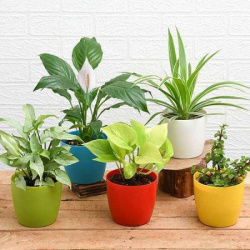 Monstera Deliciosa