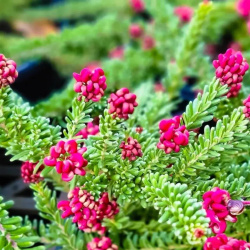 Plantsheading