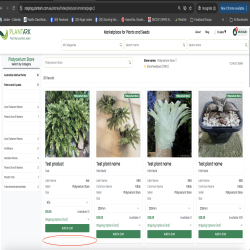 Trichocereus cutting