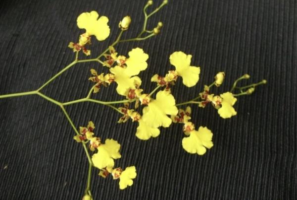OON ONCIDIUM FLEXUOSUM NEWBOLD SPECIES ORCHID MTD