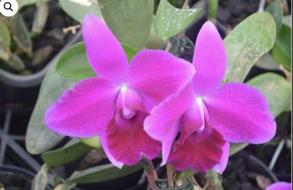 OON CATTLEYA ORCHID LC MINI PURPLE TAMAMI FS DIV 100MM POT (G)