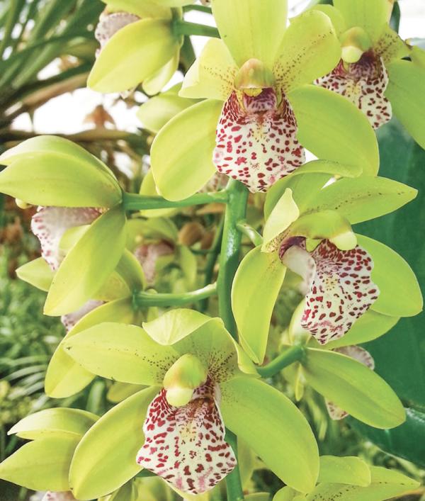 OON CYMBIDIUM ORCHID 5246 PARADISIAN TIGER GREEN FALLS 68MM SLC