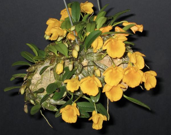 OON DENDROBIUM JENKINSII ORCHID SPECIES (ASIAN DENS SPECIES) 80MM POTS