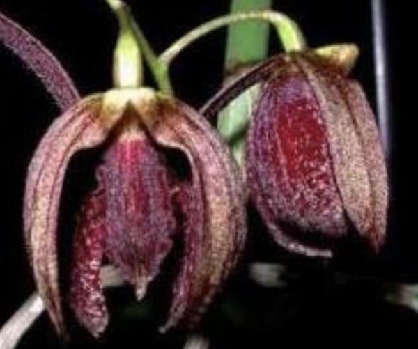 OON DOCKRILLIA 4776/GD1720 GRUMPY GEORGE X FULIGINOSA LES ORCHID 110MMP