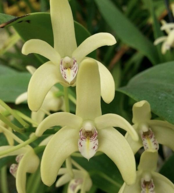 OON DENDROBIUM ORCHID GM 4292 GRACIOUS CASCADES 125MM POT NFS