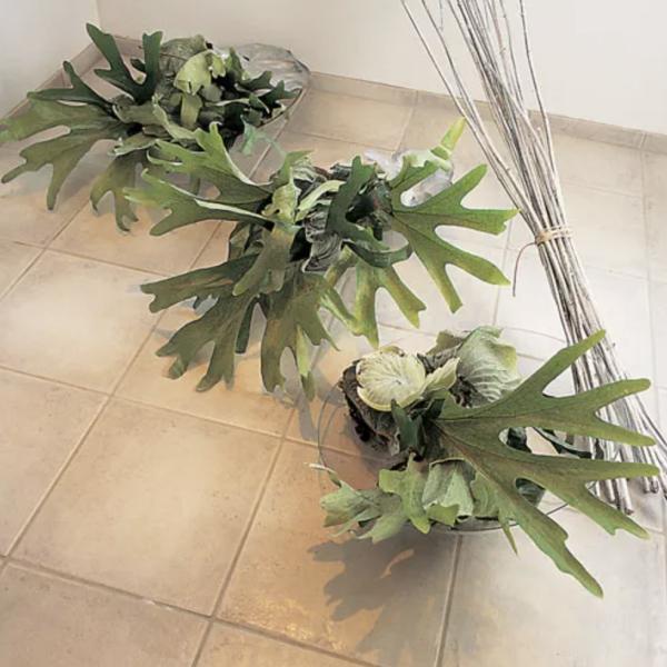 Platycerium bifurcatum Netherlands  Elkhorn Fern Single Offset