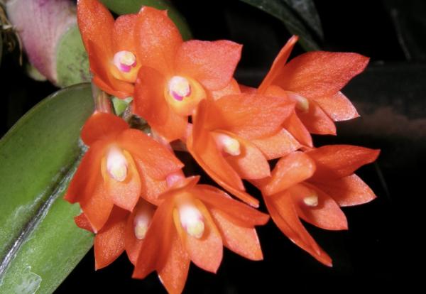 Platycerium bifurcatum Netherlands Elkhorn Fern