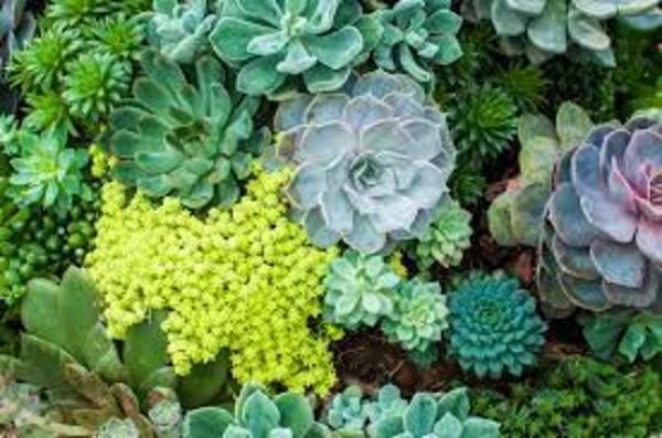 Platycerium bifurcatum Netherlands Elkhorn Fern