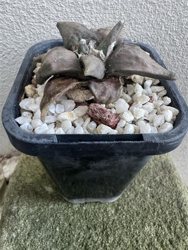 Platycerium bifurcatum Netherlands Elkhorn Fern