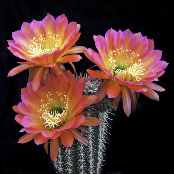 Trichocereus grandiflorus hybrid