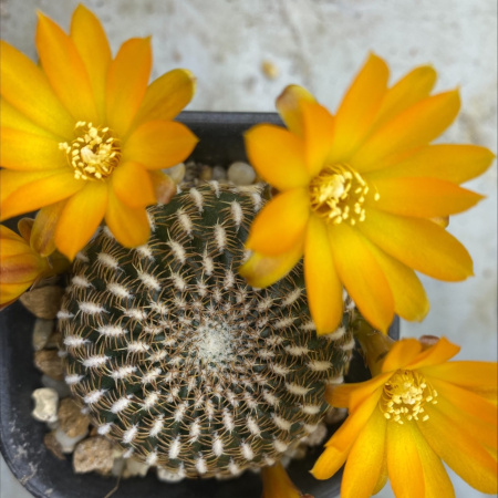 Test Shipping Template Use Once