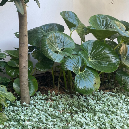 Test New Plant Shipping Apply to All