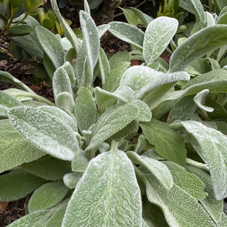 Fully grown snpecimen golden barrel cactussw