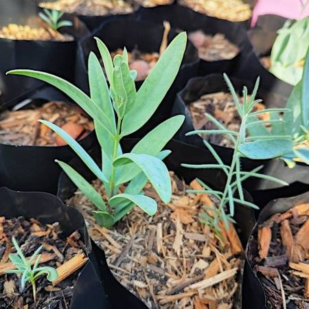 Beautiful Monstera Deliciosa Indoor Plant