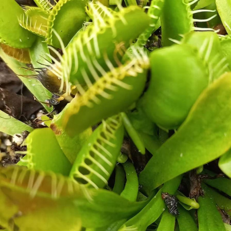 Venus Fly Trap (dionaea Muscipula) - Typical (plant)