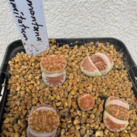 Monstera Deliciosa Indoor Plant - Air & & Purifying Easy Care