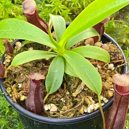 Nepenthes Singalana X Ventricosa 'bill Bailey'