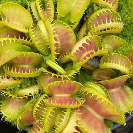 Dionaea Muscipula 'bloody Nurse'
