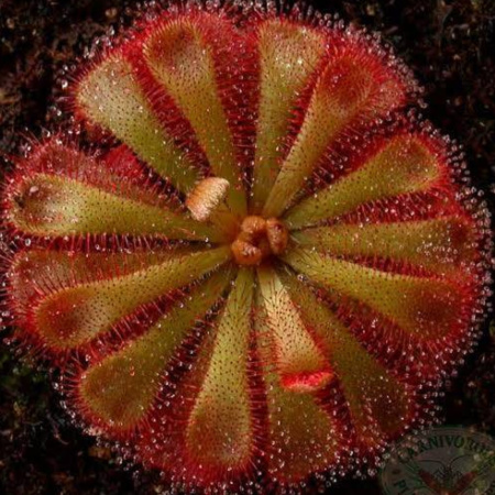Drosera Aliciae