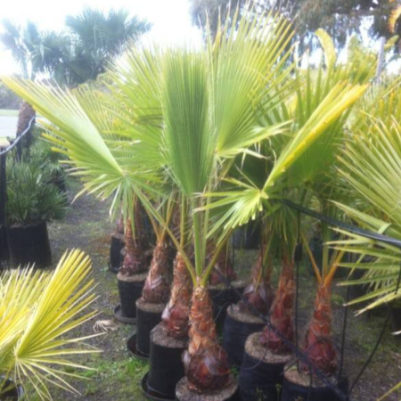 American Cotton Palm - Washingtonia Robusta 45ltr