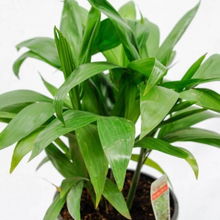 Bamboo Palm - Chamaedorea Seifritzii 200mm