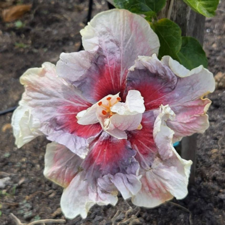Hibiscus