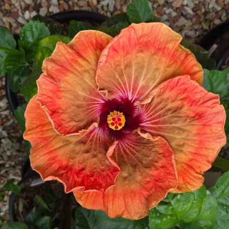 Hibiscus 