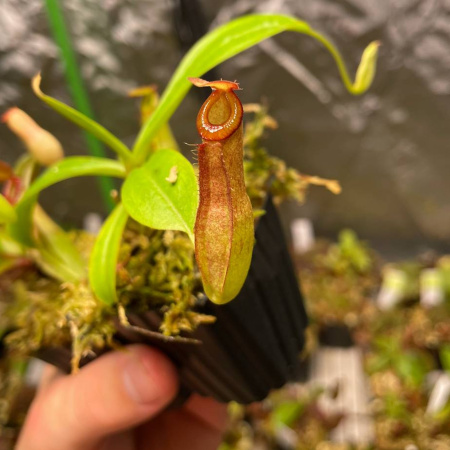 N. (ampullaria x mirabilis) x dubia "BE-3694"