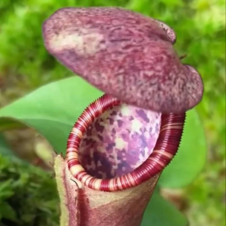 N. clipeata x (lowii x veitchii) "BE-4625"