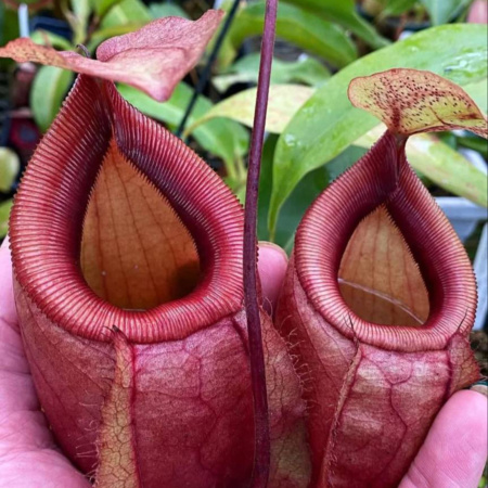 N. sibuyanensis x mirabilis var. globosa "BE-3940"