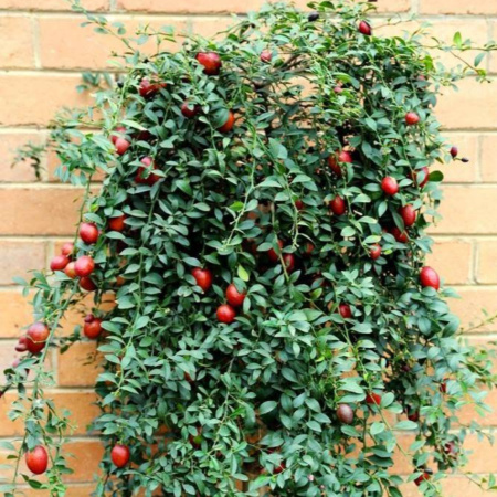 Test Store Wide Shipping Request - plant