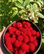 Rubus probus