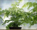 Alcanteria imperialis