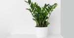 Zamioculcas zamiifolia