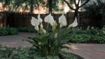 Spathiphyllum wallisii