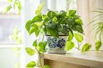 Epipremnum aureum