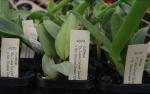Cattleya spp. 4070