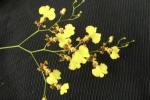 Oncidium flexuosum