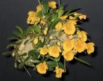 Dendrobium jenkinsii orchid