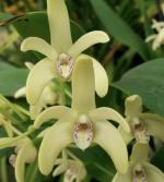 Dendrodium orchid