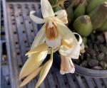 Coelogyne kirribilli james orchid